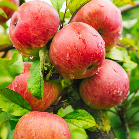 Apfel naturtr&uuml;b